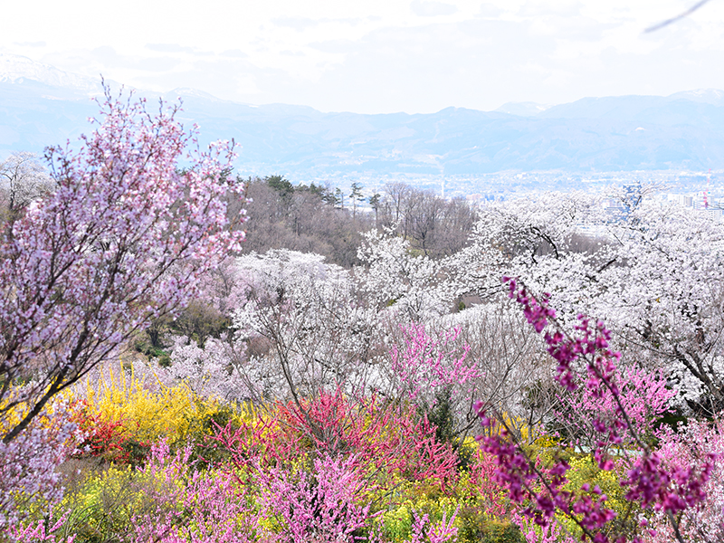 花見山特集vol 2 自宅で楽しむ 花見山 国内屈指の名所の花枝が福島市ふるさと納税返礼品に 限定30箱 旬のおすすめ 福島市観光ノート