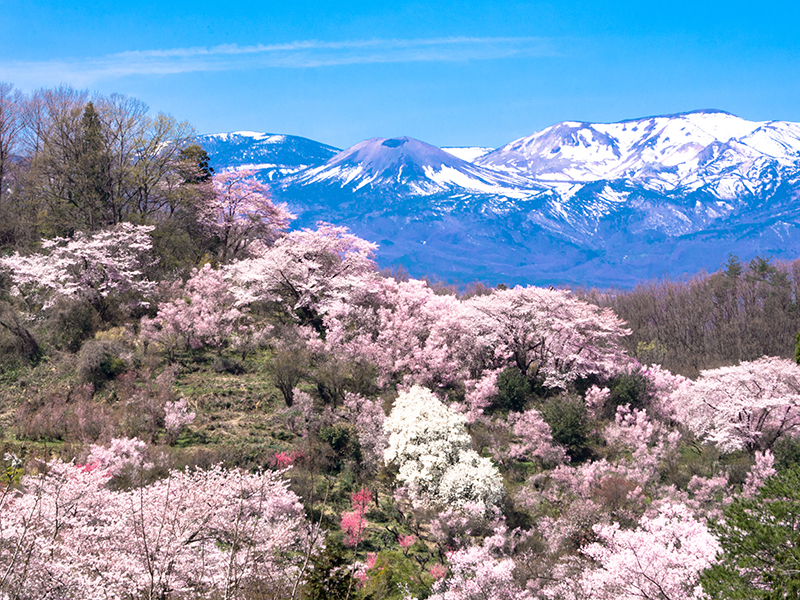 花見山11