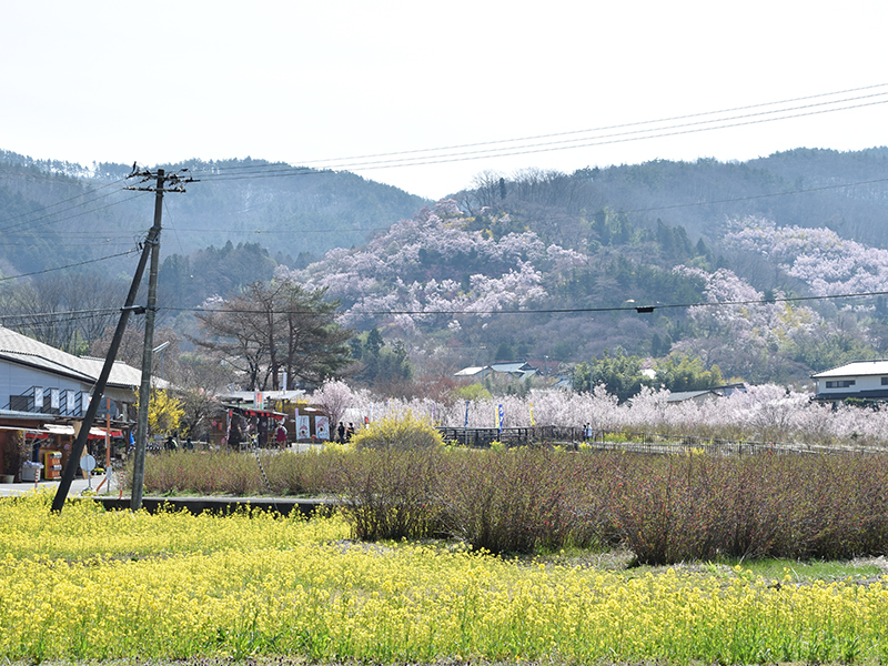 花見山2