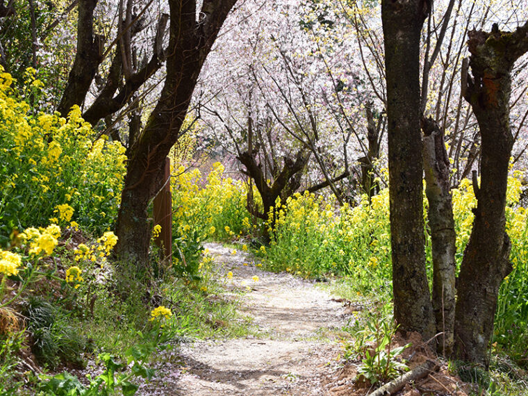 【花見山特集 Vol.3 】花見山トレッキングで春を楽しもう！福島駅からのおすすめ徒歩コース＆グルメ