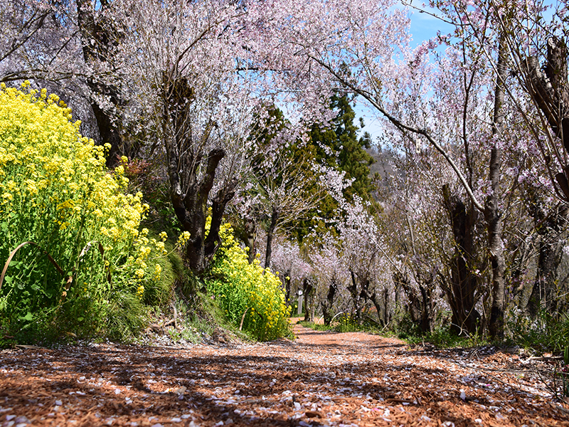 花見山公園内見学コース3