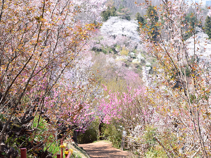 花見山公園内見学コース7