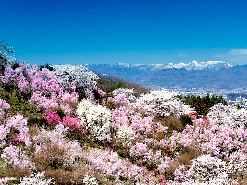 花見山