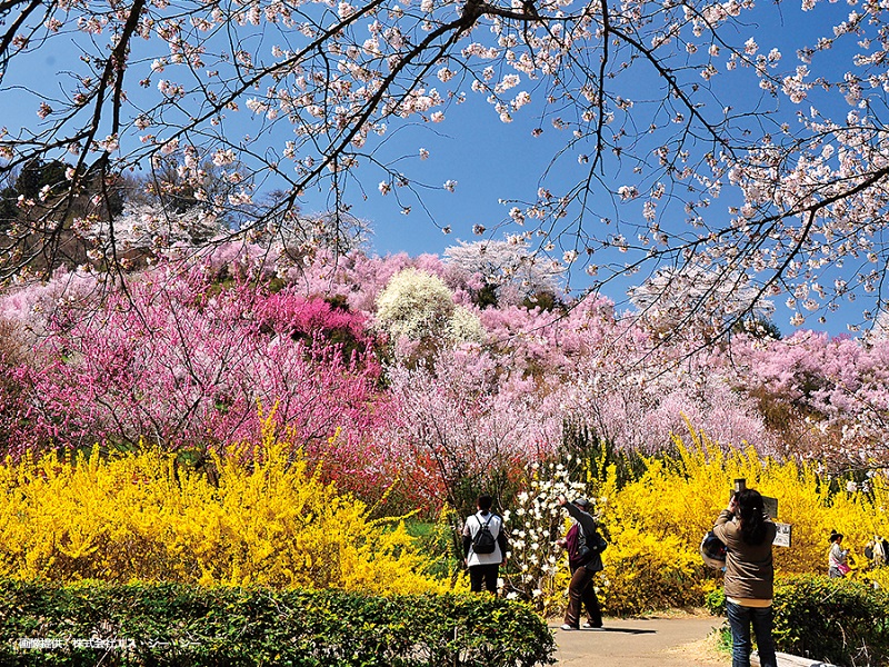 東北屈指のお花見スポット「花見山」をハイキングしてみよう！