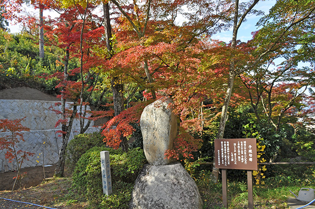  文知摺観音　御朱印　紅葉　モミジ