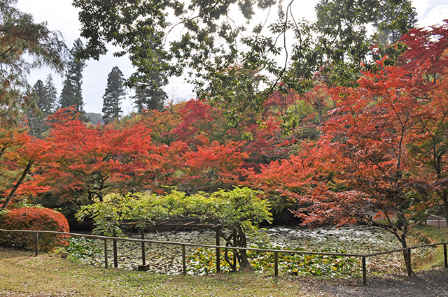 文知摺観音　御朱印　紅葉　モミジ