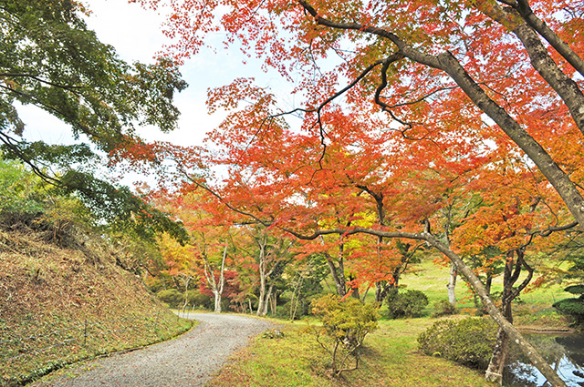 文知摺観音　御朱印　紅葉　モミジ