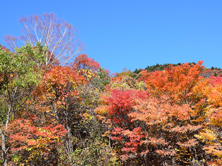 スカイラインの紅葉４