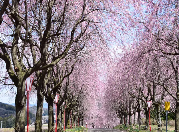 右輪台のしだれ桜