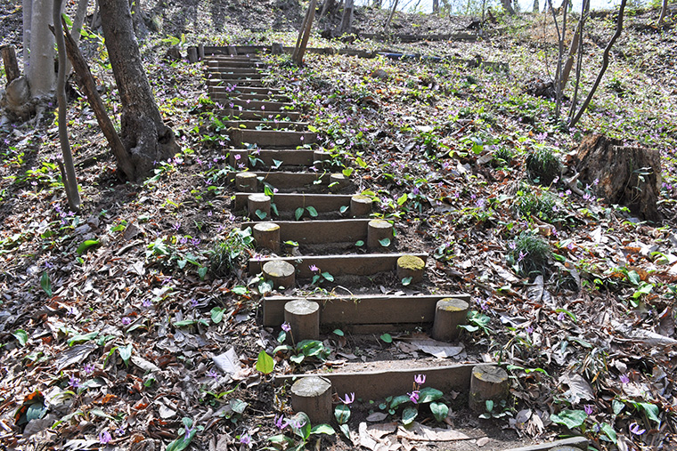 カタクリ　カタクリ群生　福島市　福島市小鳥の森　小鳥の森