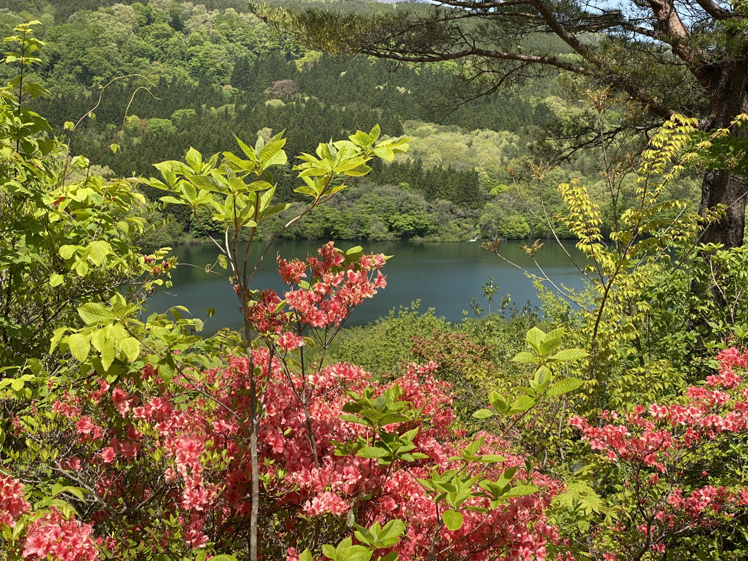 ふくしま花廻廊 5月中旬から下旬が見頃 山一面の野生つつじと新緑 温泉を堪能 福島市観光ノート 福島市の観光webメディア ふくしま花廻廊 5月中旬から下旬が見頃 山一面の野生つつじと新緑 温泉を堪能 福島市観光ノート 福島市の観光webメディア