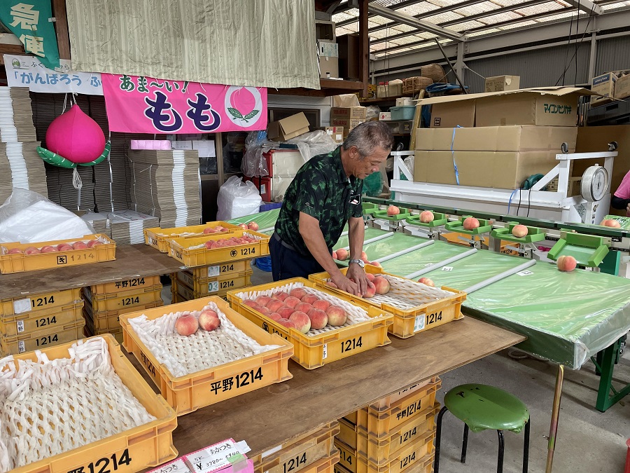 まだまだ続くデリシャスな福島の桃 秋の ゆうぞら はもう食べた 福島市観光ノート 福島市の観光webメディア まだまだ続くデリシャスな福島の桃 秋の ゆうぞら はもう食べた 福島市観光ノート 福島市の観光webメディア