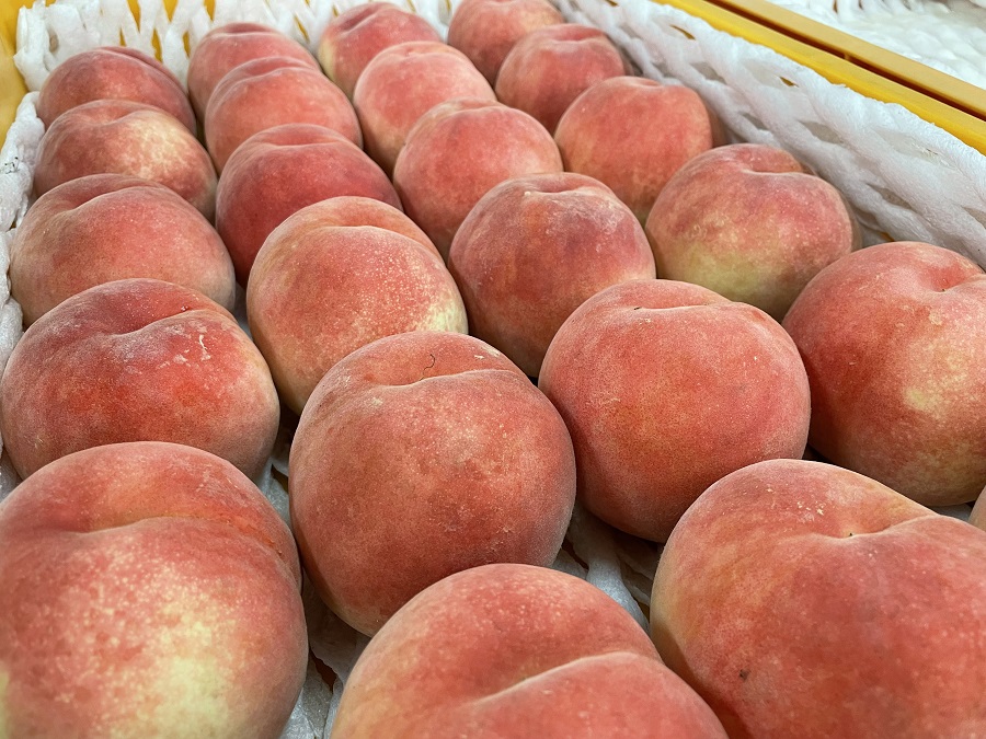 まだまだ続くデリシャスな福島の桃 秋の ゆうぞら はもう食べた 福島市観光ノート 福島市の観光webメディア まだまだ続くデリシャスな福島の桃 秋の ゆうぞら はもう食べた 福島市観光ノート 福島市の観光webメディア