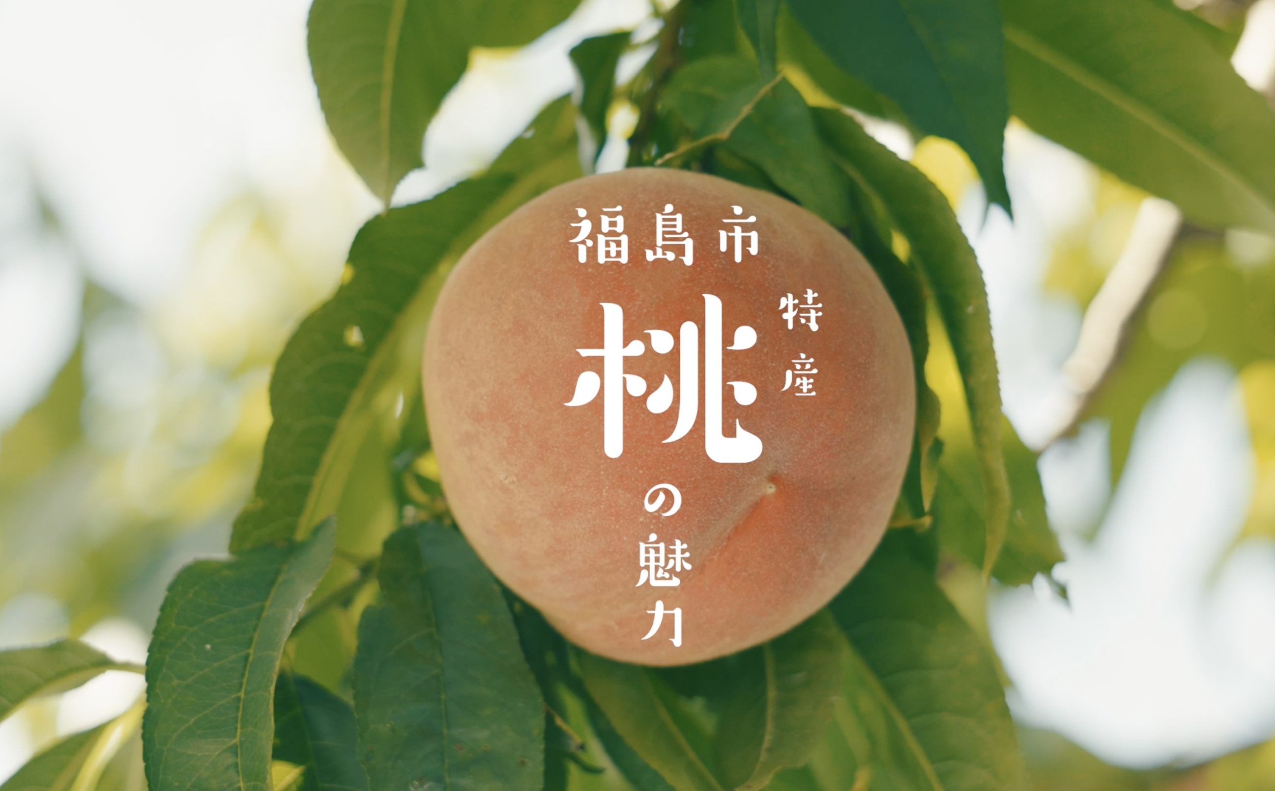 福島市観光ノート 福島市の観光webメディア 福島市観光ノート 福島市の観光webメディア