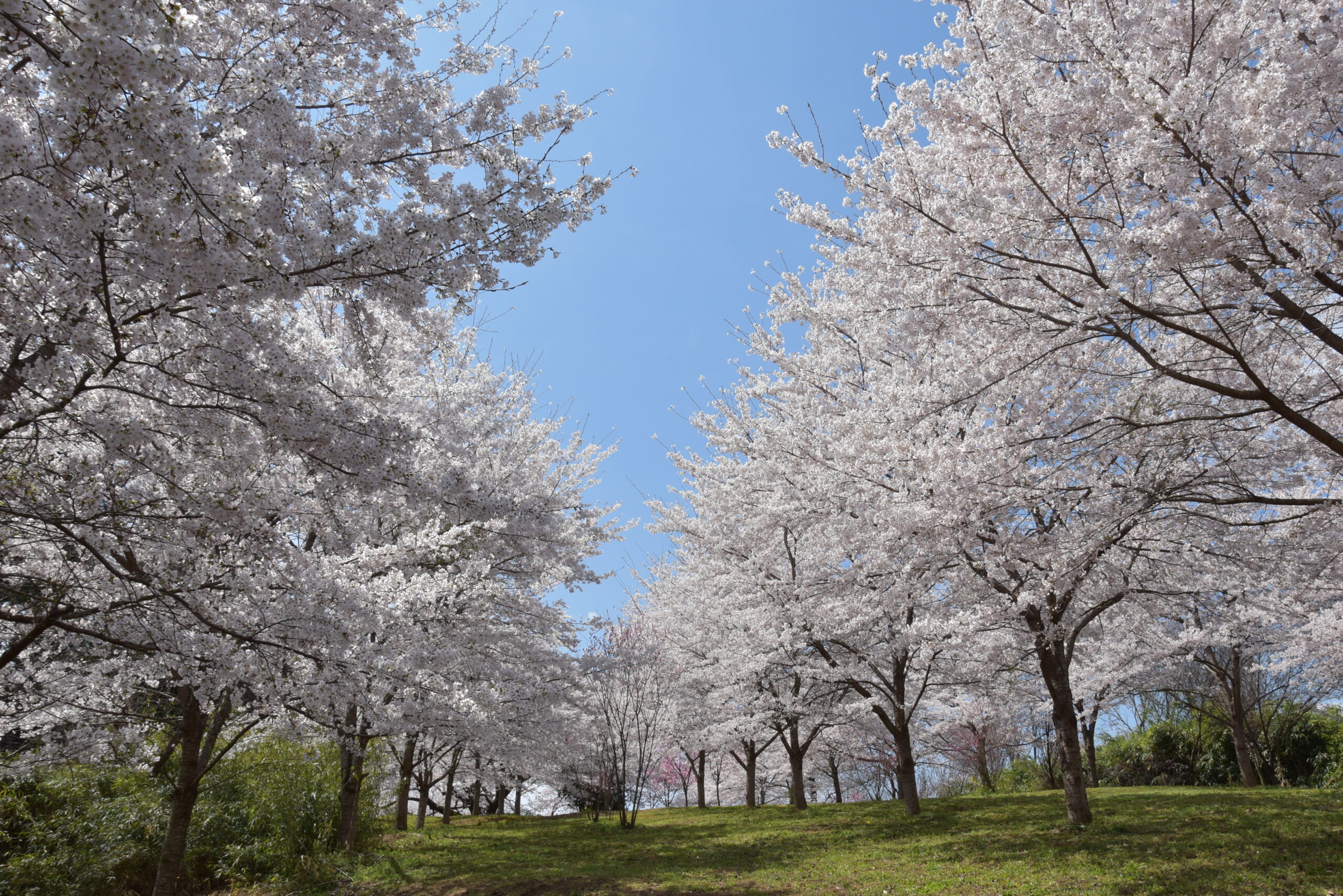 福島市 福島の春、始まります〜「ふくしま花回廊」桜＆桃の名所9選を一挙ご紹介！（旬のおすすめ） | 福島市観光ノート