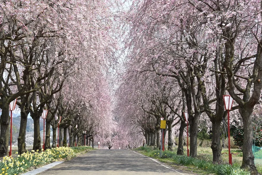 福島の春、始まります〜「ふくしま花回廊」桜＆桃の名所9選を一挙ご紹介！