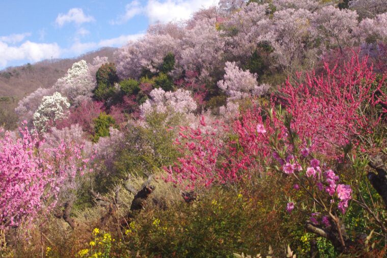 ふくしまの春、始まります〜「ふくしま花回廊」桜の名所10選を一挙ご紹介！