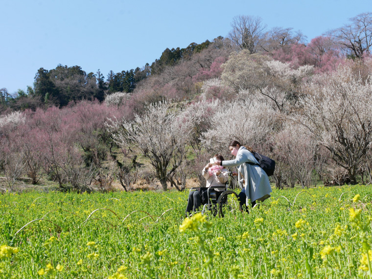 【ルートマップつき検証レポート】車いす＆ベビーカーで楽しむ花見山