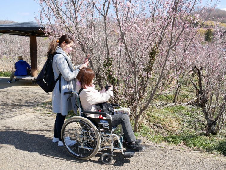 車いす＆ベビーカーで楽しむ花見山