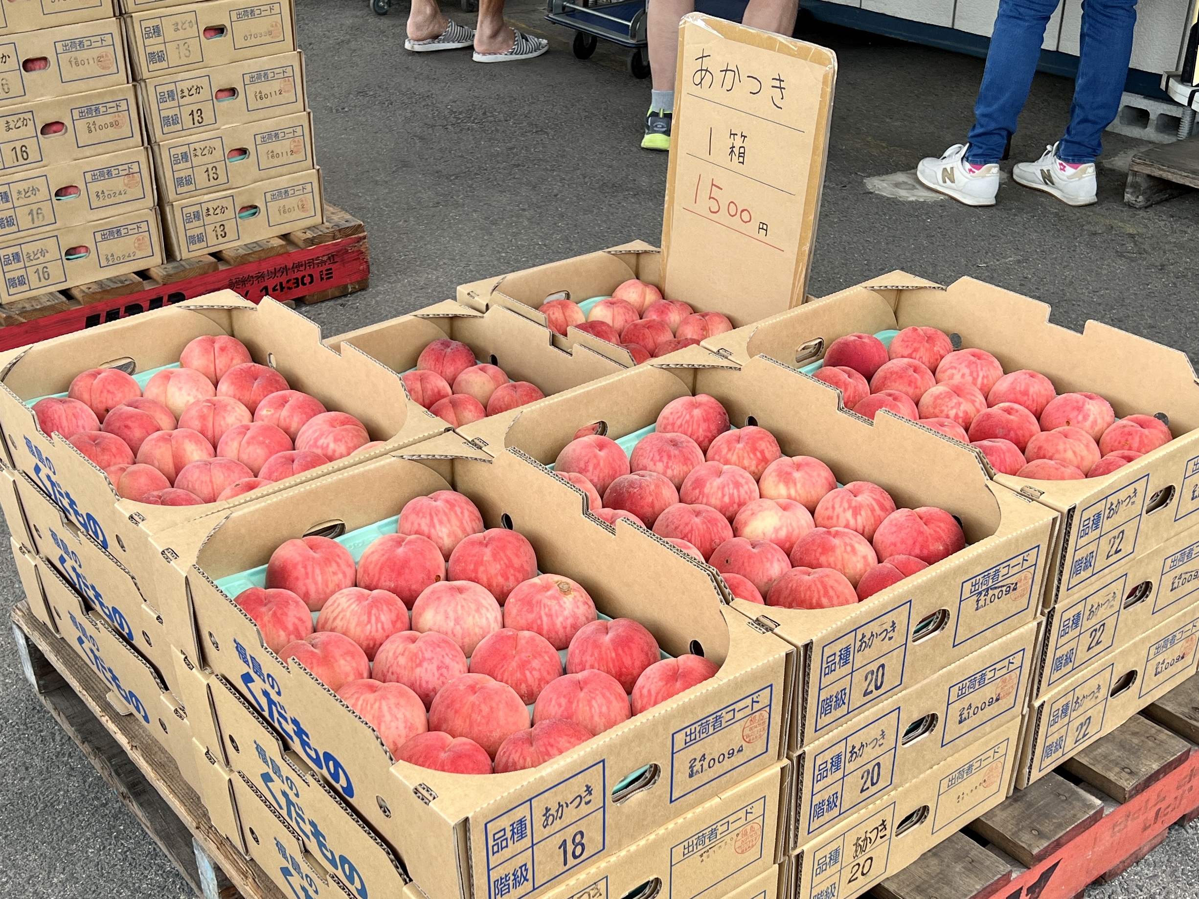 採れたて桃　本日収穫　最後のあかつき　オマケのまどか　福島県産　家庭用　B級品