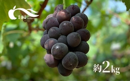 No.1594あづま果樹園 ぶどう(巨峰)(約2kg)【2023年発送】