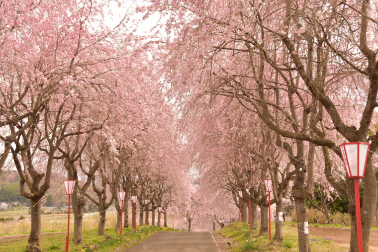 108本のしだれ桜が作る花のトンネル「右輪台山のしだれ桜」