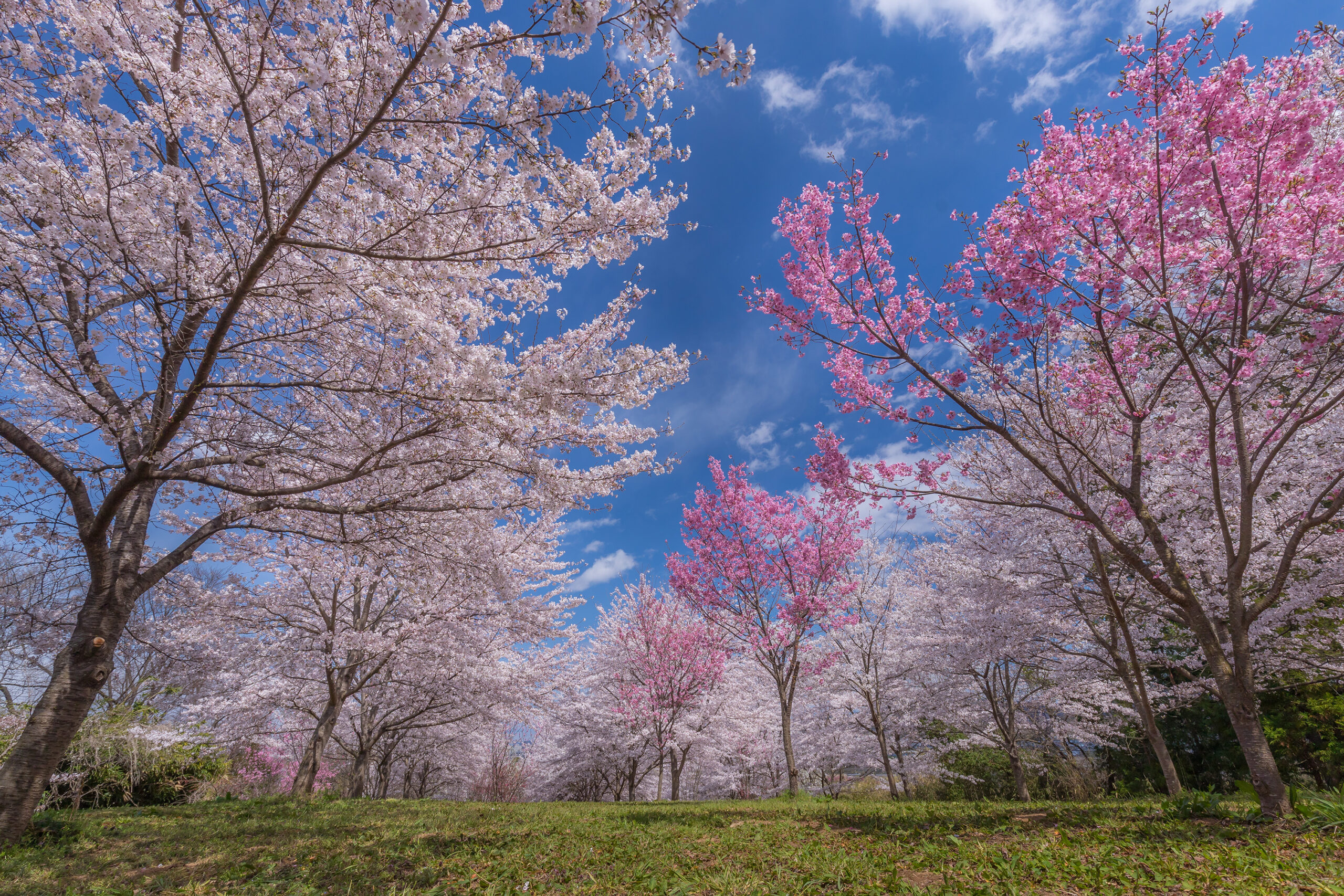 【必見！ 穴場花見スポット】「高倉山」福島市の新たな花の名所をご紹介