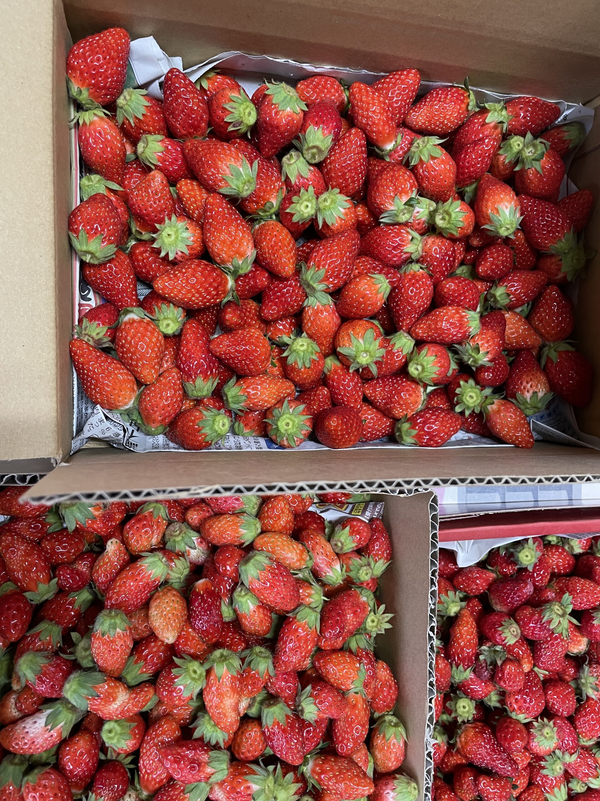 いちご様　確認用 いちごの規格外配送が始まりました🍓（旬のおすすめ） | 福島市観光ノート