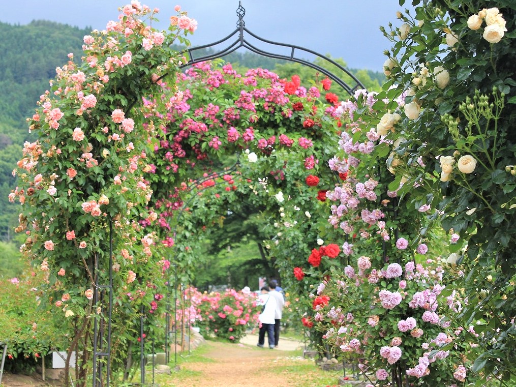 1年で最もバラが華やかな初夏に訪れたい、福島市内おすすめバラ園 3選