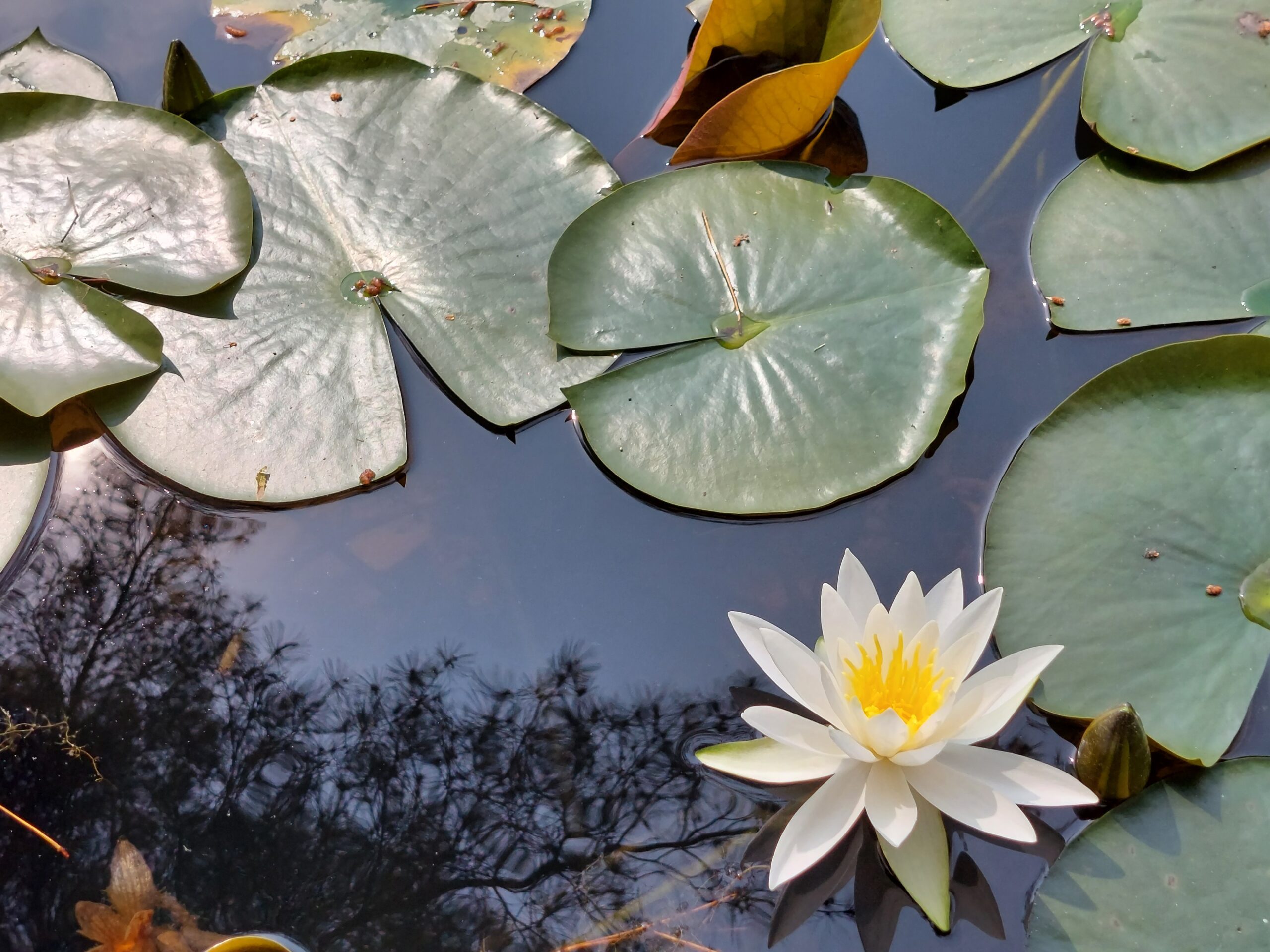 睡蓮の花