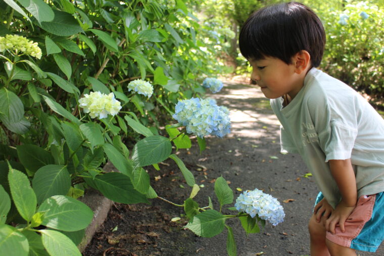 あじさいに隠れたカタツムリを探す子ども