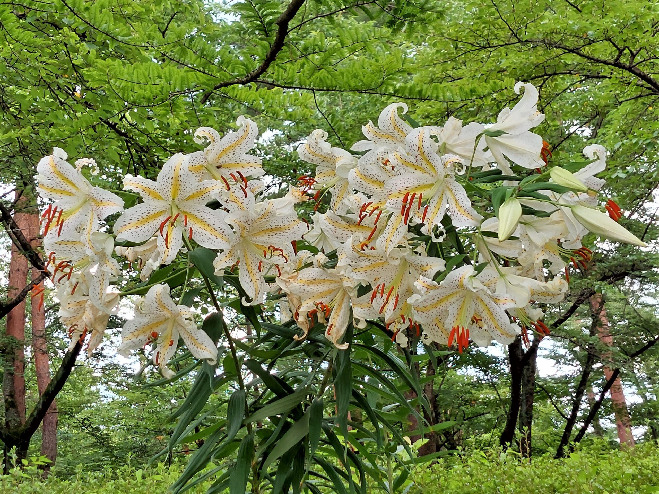 ヤマユリの花