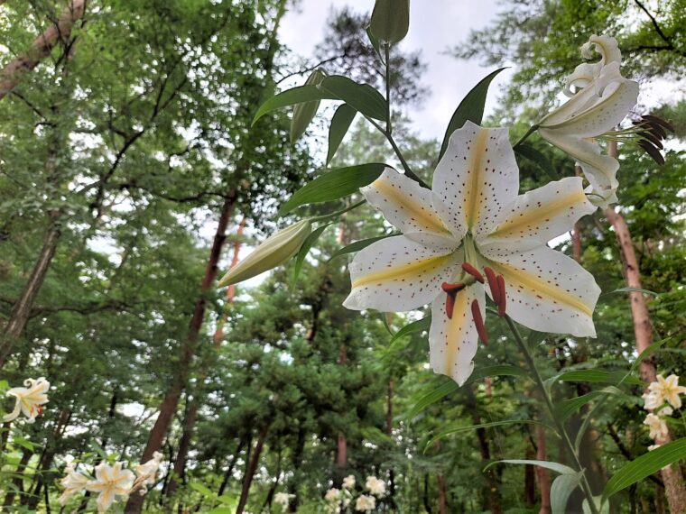 ヤマユリの花