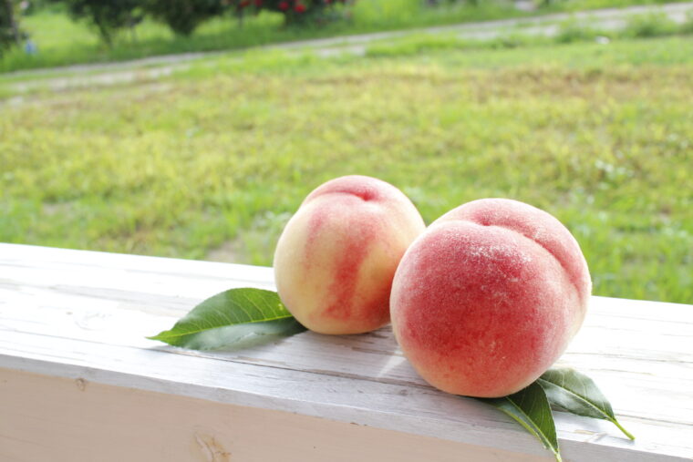 今年は約1週間ほど、桃の収穫が早い