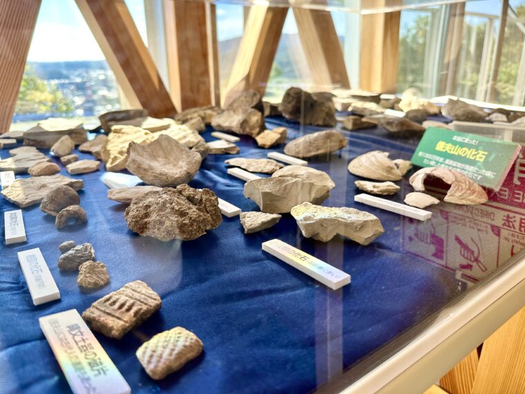 信夫山の化石