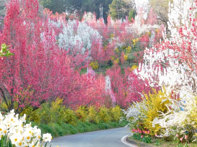 【必見！ 穴場花見スポット】Vol.2 福島市の花の新名所「花やしき公園」