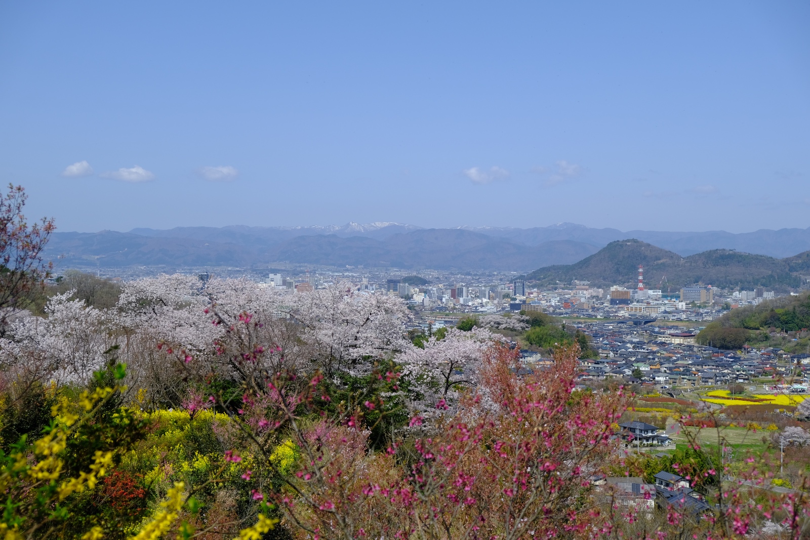 コース途中から桜越しに望む、福島市街と吾妻連峰