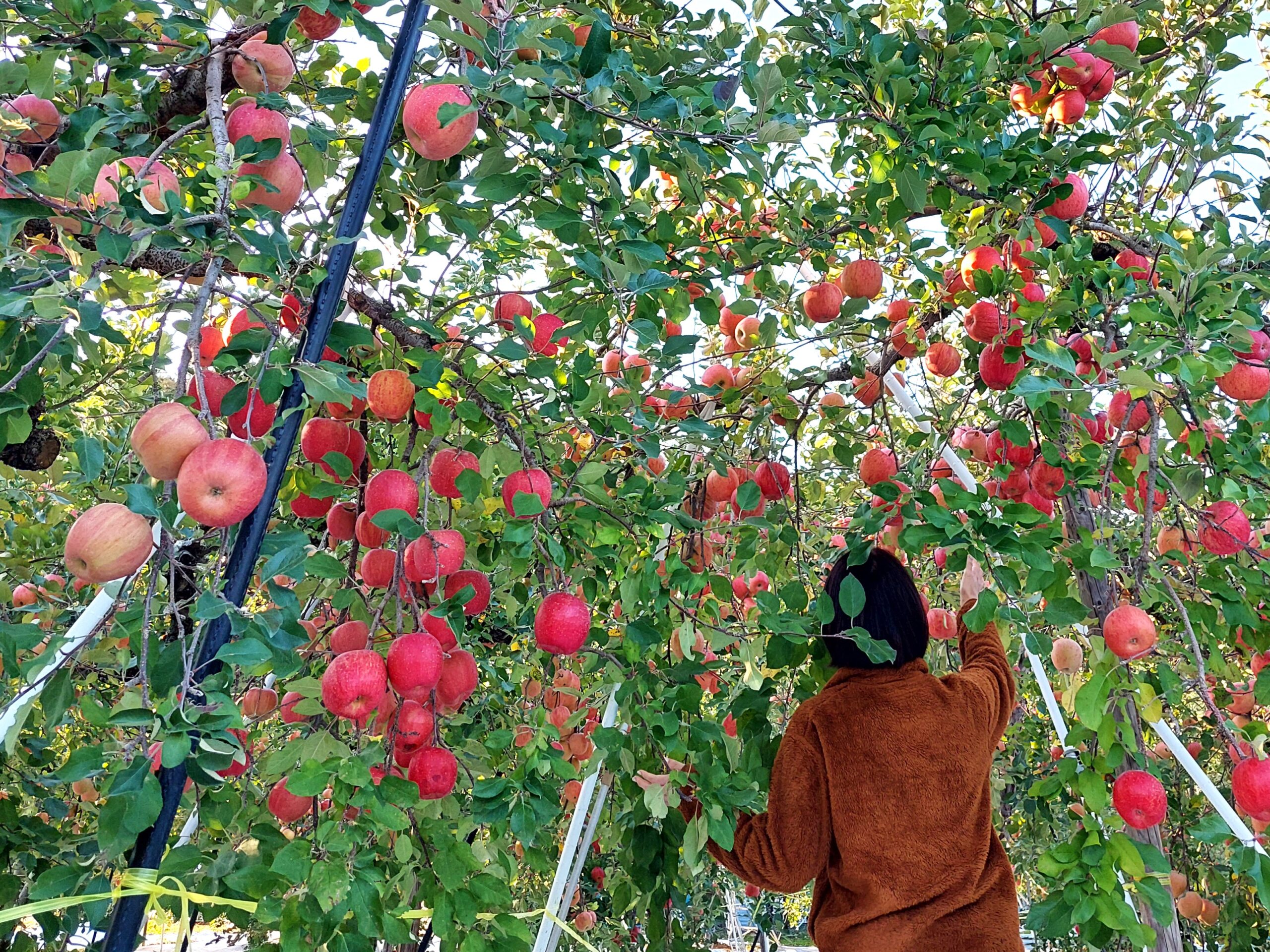 確認用　りんごぷりん様 アップルホリデイ2024】りんご狩り体験 by「まるえ観光果樹園」（旬の