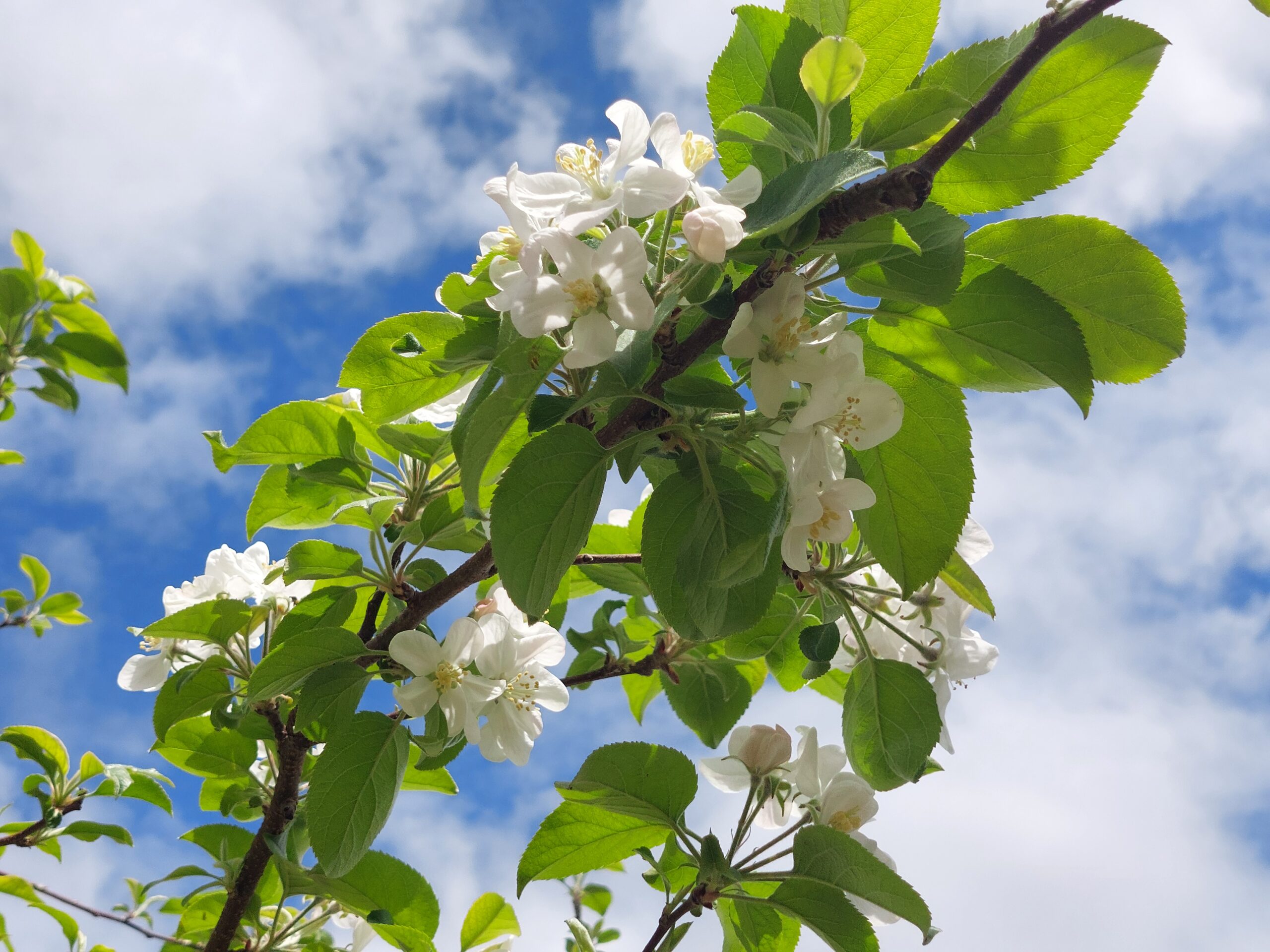 りんごの花
