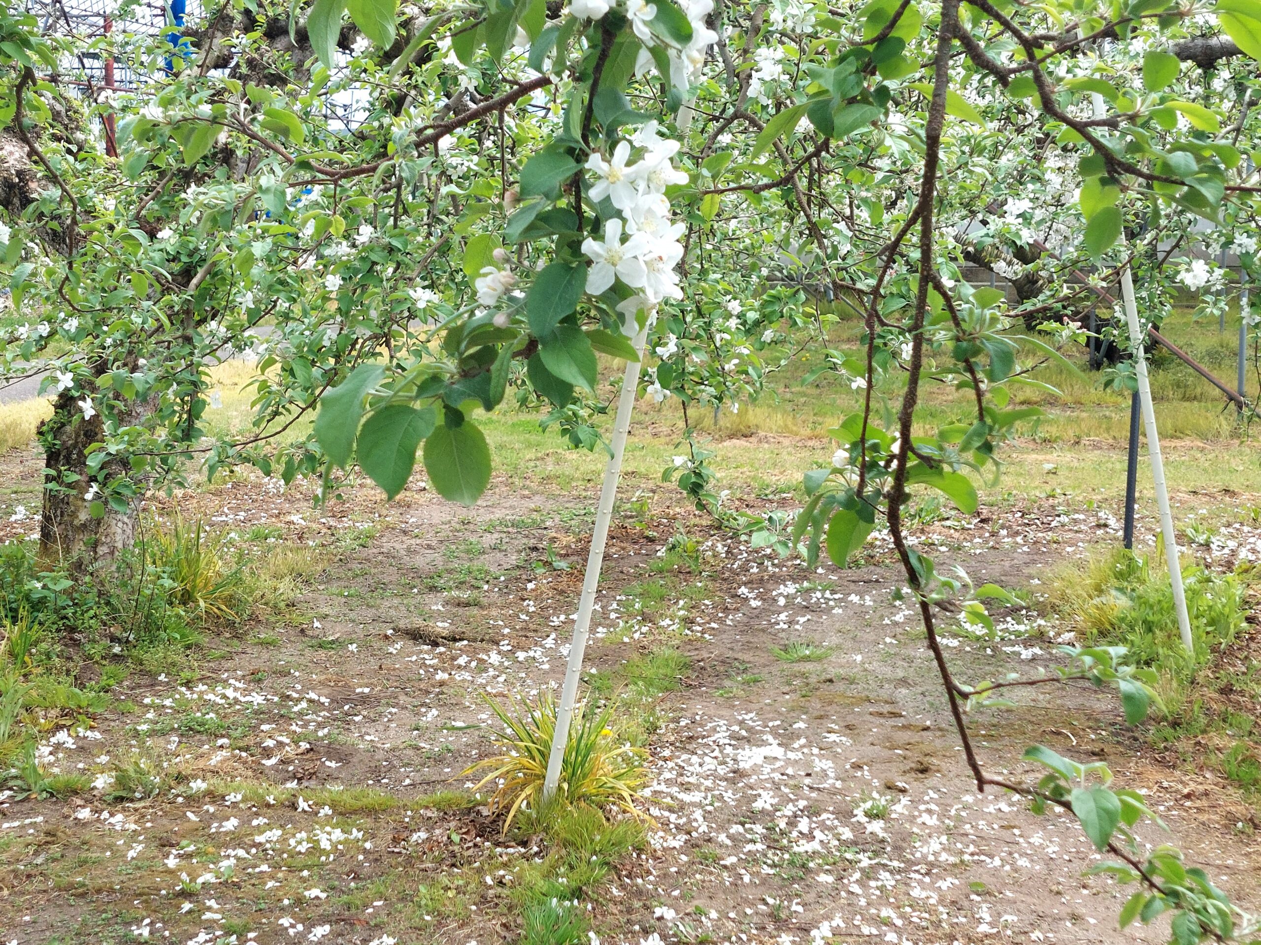 りんごの木の下には落とされた花がいっぱいに