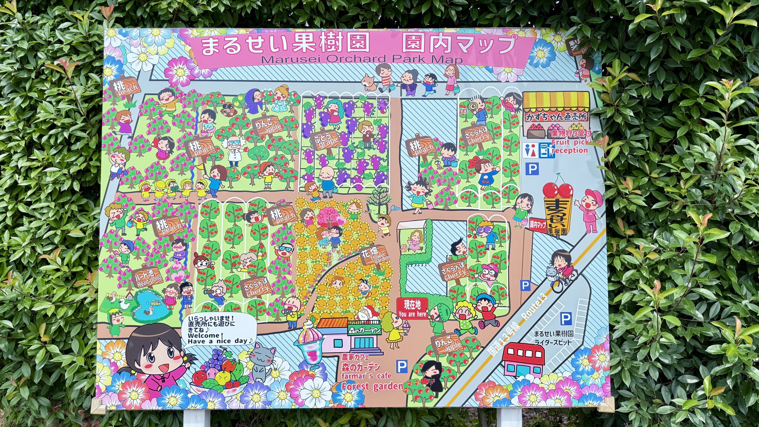 まるせい果樹園の園内マップ