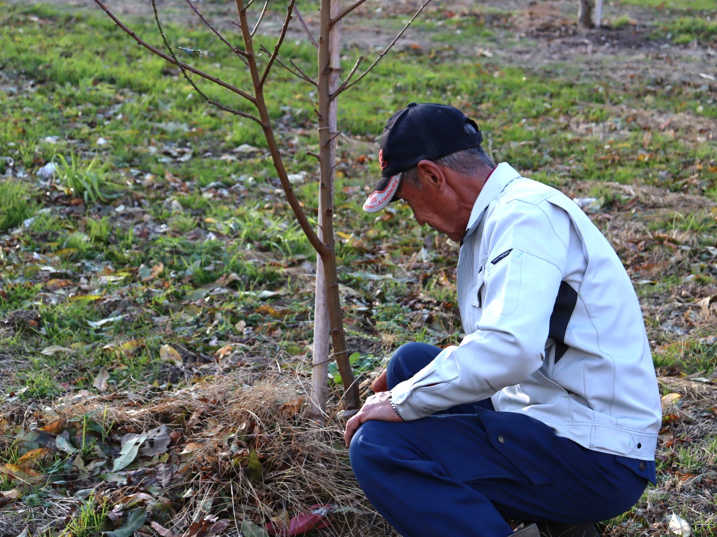 接ぎ木の様子を確認する高橋さん