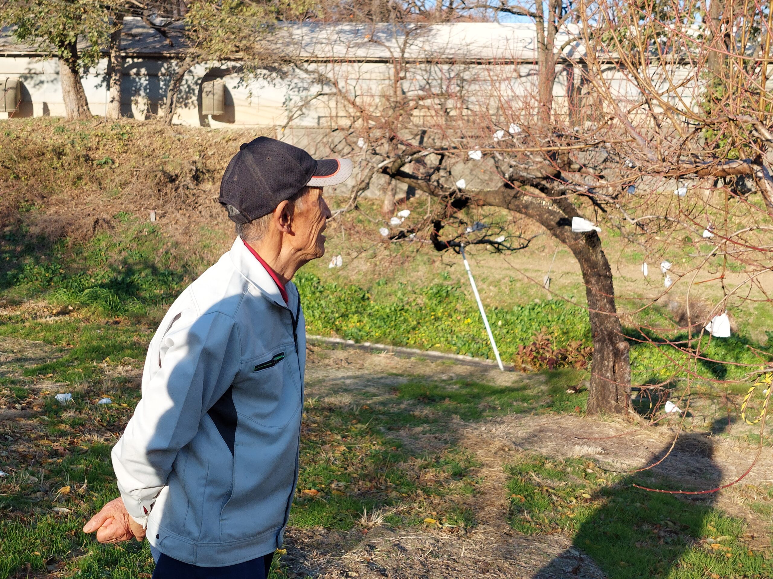 桃の木の様子を見る高橋さん