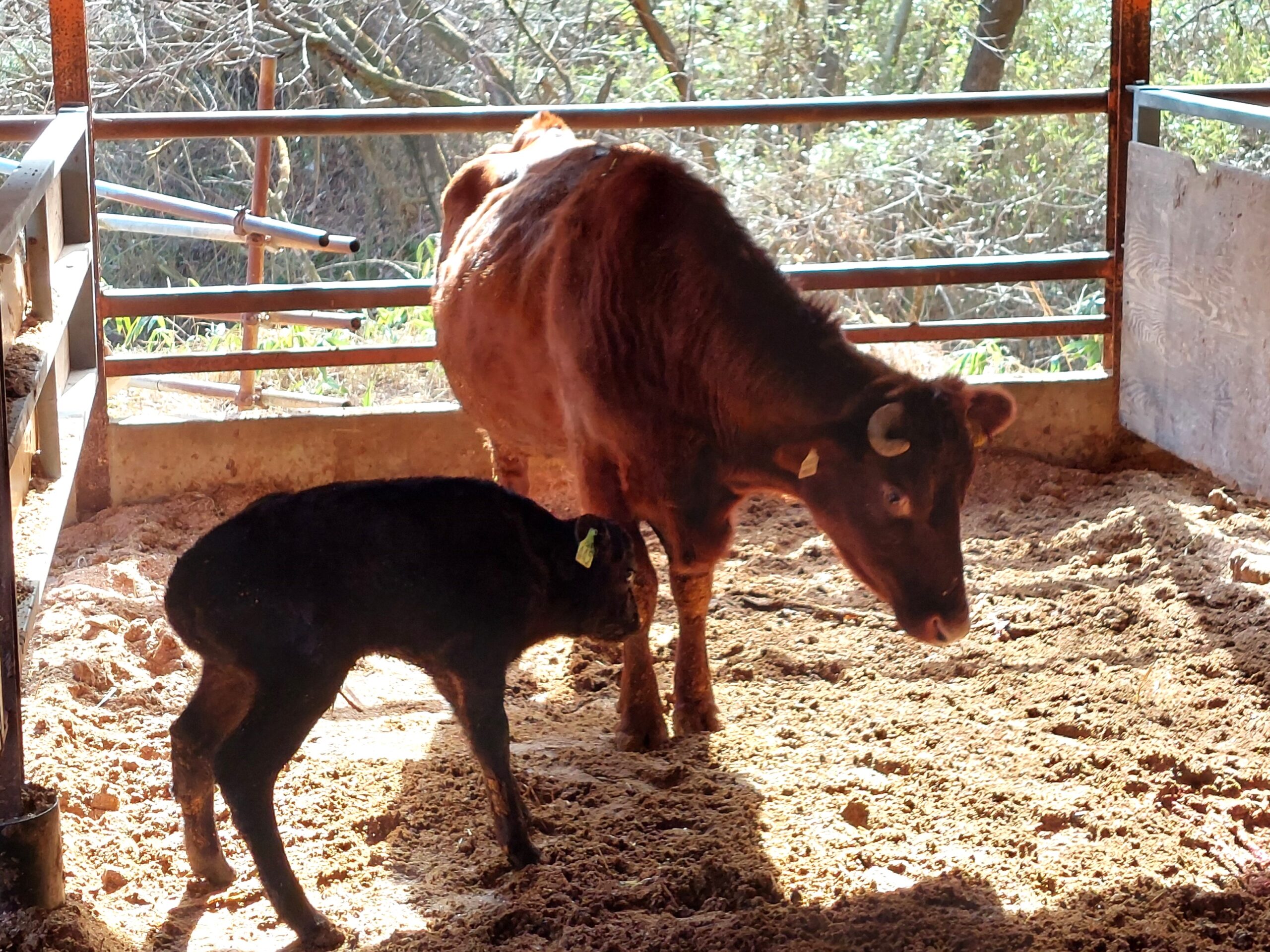 この日の朝生まれたばかりの短黒牛の赤ちゃん