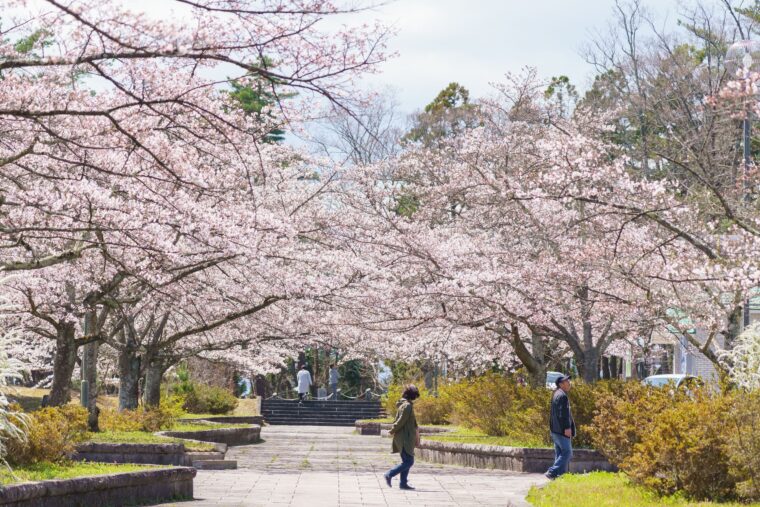 信夫山公園の桜