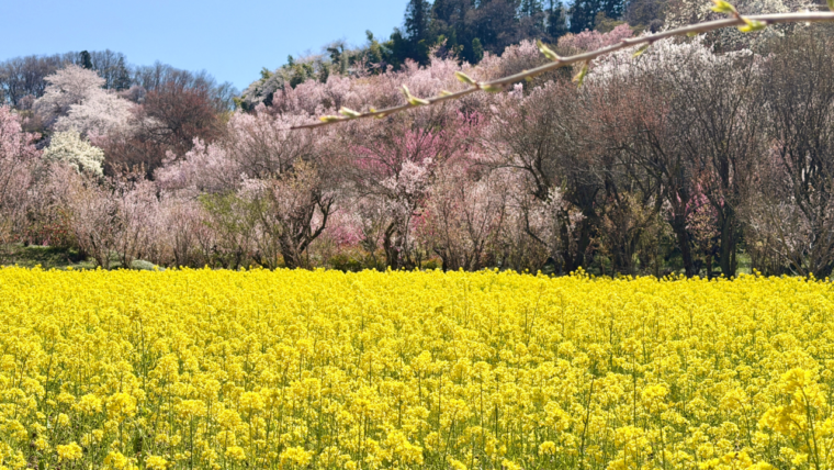 黄色い絨毯！一面の菜の花畑