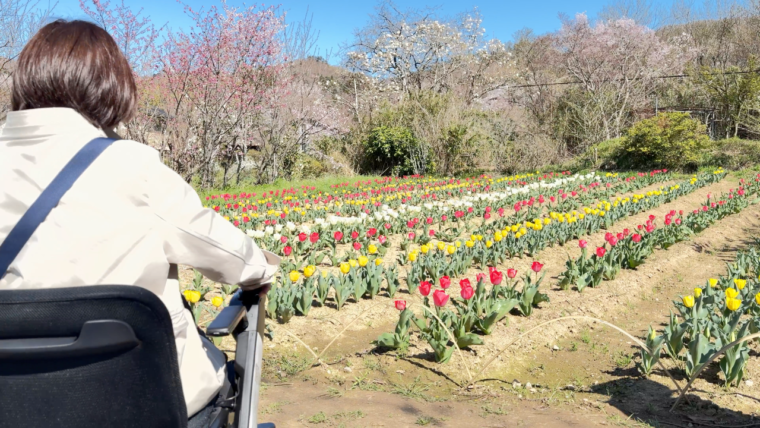 ちゅうりっぷ畑