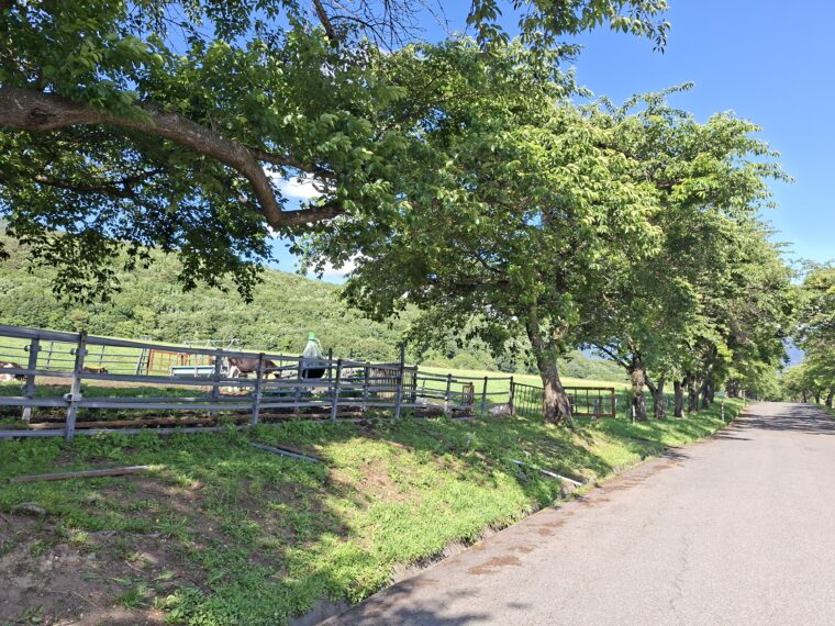 町営磐梯山牧場