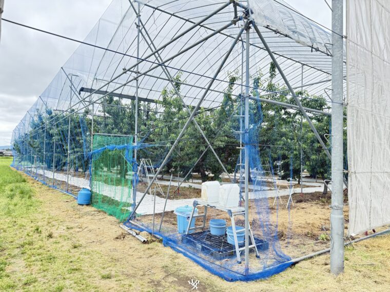 畑全体を包む巨大なテント！鳥に食べられないようネット対策もバッチリ