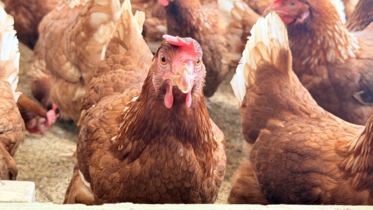 人に慣れた鶏たちは、こちらに興味津々